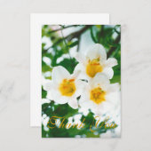 白素朴ユリ – Lilium candidum サンキューカード (正面/裏面)