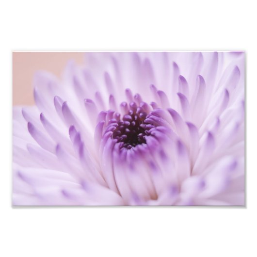 白紫色の花 フォトプリント            (正面)