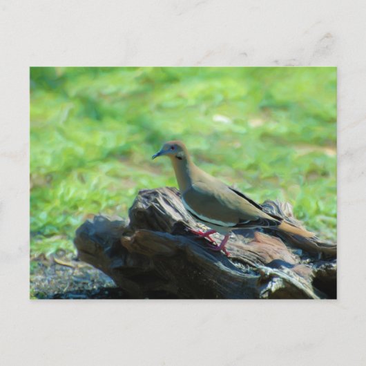 白翼鳩 ポストカード (正面)