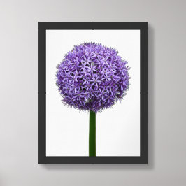 白背景の紫色のアリウムの花 ポスター