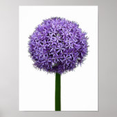 白背景の紫色のアリウムの花 ポスター (正面)