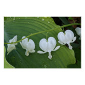 白色出血ハートフローラ ポスター (正面)