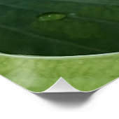 白色出血ハートフローラ ポスター (コーナー)