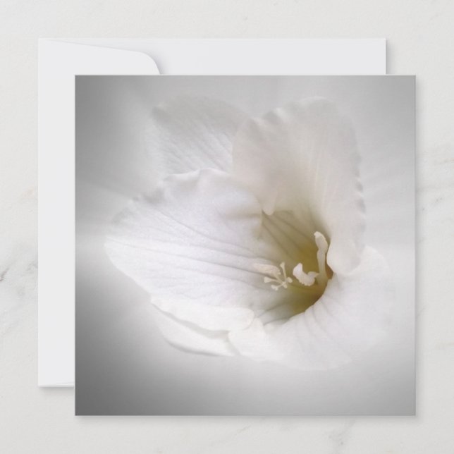 白色遊離 (正面)