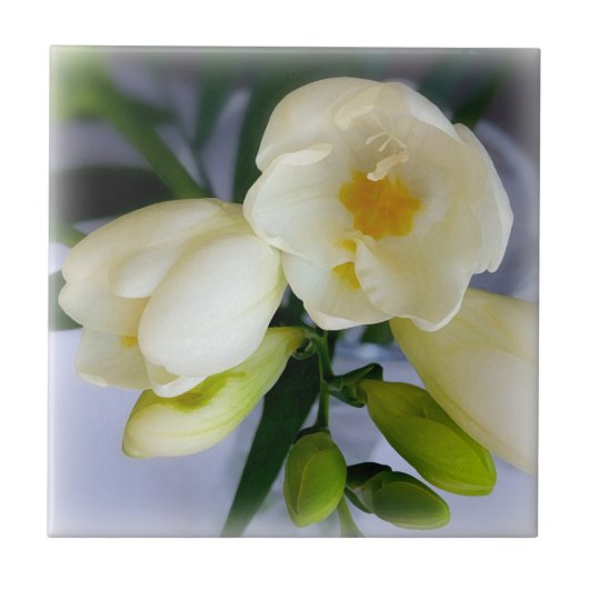 白色黄色斑 タイル (正面)