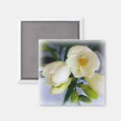 白色黄色斑 マグネット (正面/裏面)