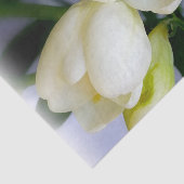 白色黄色斑 薄葉紙 (詳細)