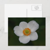 白花びら ポストカード (正面/裏面)