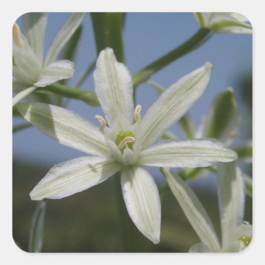 白花シール スクエアシール (正面)