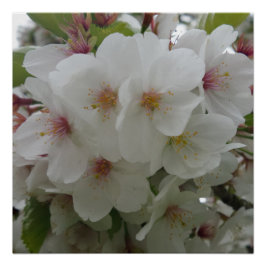 白花ポスター ポスター