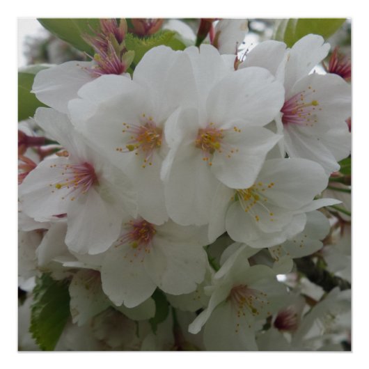 白花ポスター ポスター (正面)