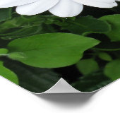 白花ポスター ポスター (角)