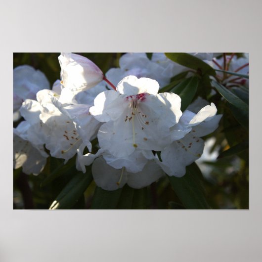 白花ポスター ポスター (正面)