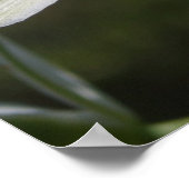 白花ポスター ポスター (角)