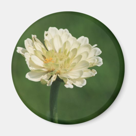 白花磁石 マグネット (正面)