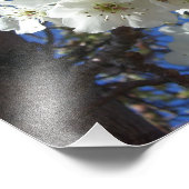 白花観賞用ナシの木 フォトプリント            (角)