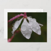 白花雨粒はがき ポストカード (正面/裏面)