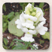 白花 コースター (正面)