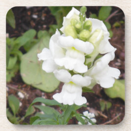 白花 コースター