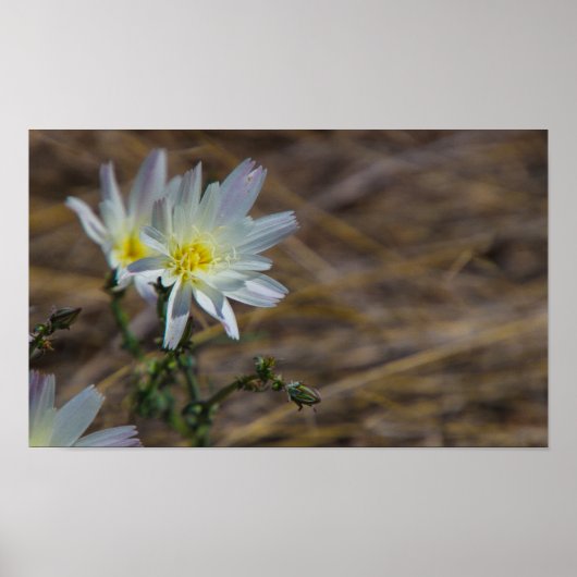 白花 ポスター (正面)