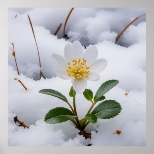 白花 ポスター (正面)