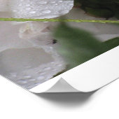 白花 ポスター (角)