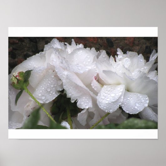 白花 ポスター (正面)