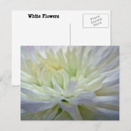 白花 ポストカード (正面/裏面)