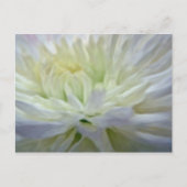 白花 ポストカード (正面)