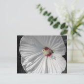 白花 ポストカード (スタンド正面)