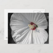 白花 ポストカード (正面/裏面)