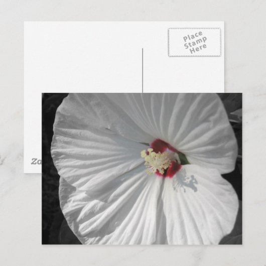 白花 ポストカード (正面/裏面)
