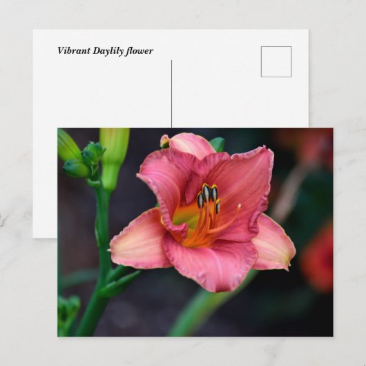 白花 ポストカード (正面/裏面)