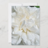 白英語バラクローズアップ 招待状 (裏面)