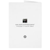 白英語バラ写真グリーティングカード (裏面)