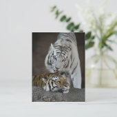 白茶色と茶色の虎が休んでいる ポストカード (スタンド正面)