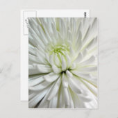白菊の花Mums花写真 ポストカード (正面/裏面)