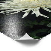 白菊10" x 8"フォトプリント フォトプリント            (角)