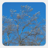 白葉いポプラの木のステッカーの銀の色 スクエアシール (正面)