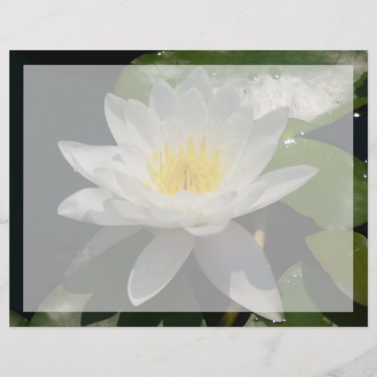 白蓮の水の花 (正面)
