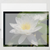 白蓮の水の花 (正面/裏面)