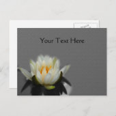 白蓮の水百合花自然 ポストカード (正面/裏面)