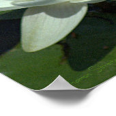 白蓮の花/クローズアップ/写真。 ポスター (角)