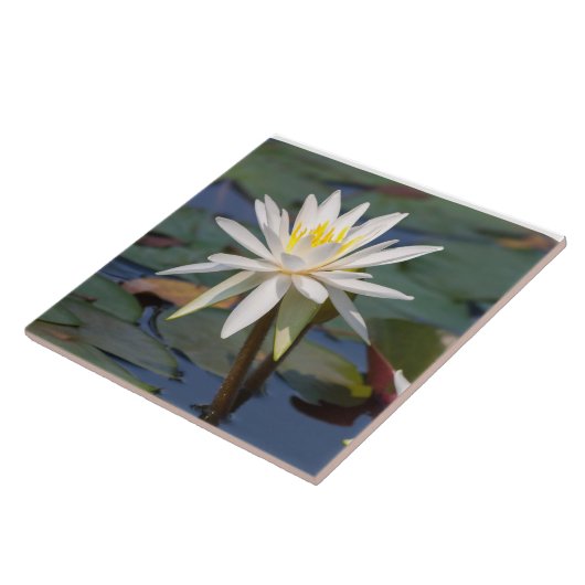 白蓮教の花 タイル (側面)