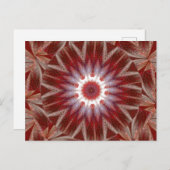 白蓮11 ポストカード (正面/裏面)