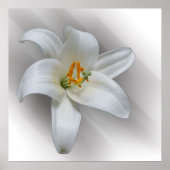 白蓮 ポスター (正面)