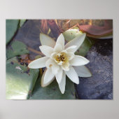 白蓮 ポスター (正面)