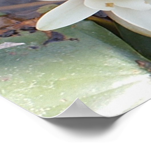 白蓮 ポスター (角)