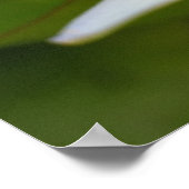 白蓮 ポスター (角)