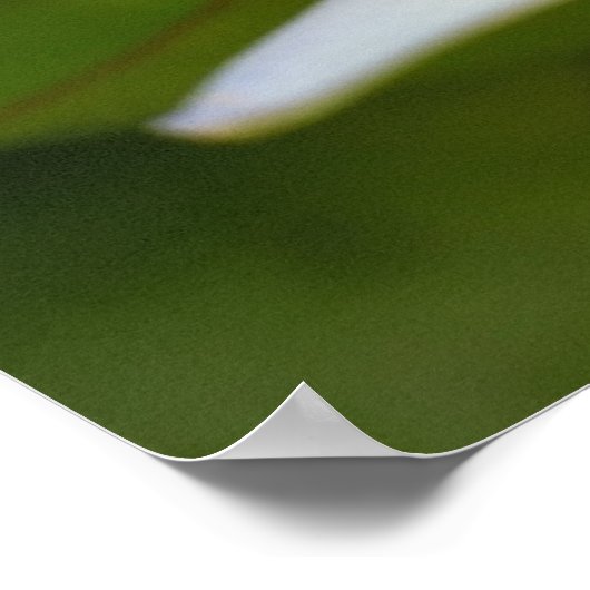 白蓮 ポスター (角)